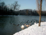 Kleinhesselohersee im Englischen Garten (Muenchen)