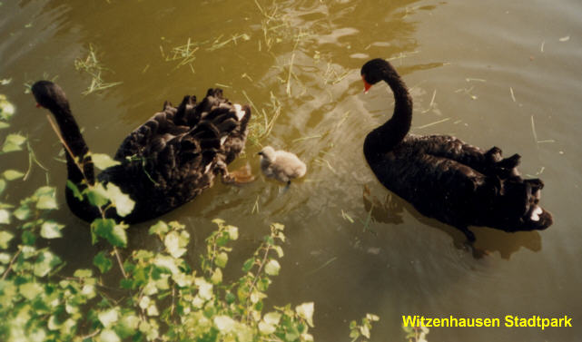 witzenhausen_stadtpark_1998.jpg