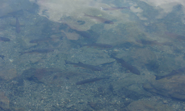 Piburger See 5